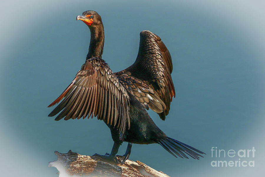Wildlife Photograph - Cormorant Wings by Tom Claud