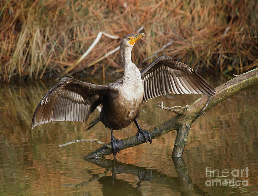 Cormorant Wings Wide Photograph by Karen Jorstad