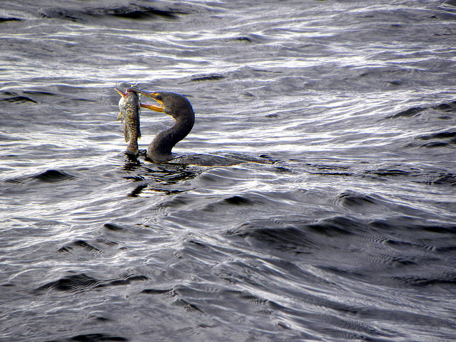 Cormorant with a Catfish  000 Photograph by Christopher Mercer