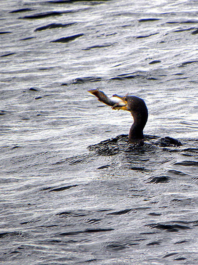 Cormorant with a Catfish  001 Photograph by Christopher Mercer