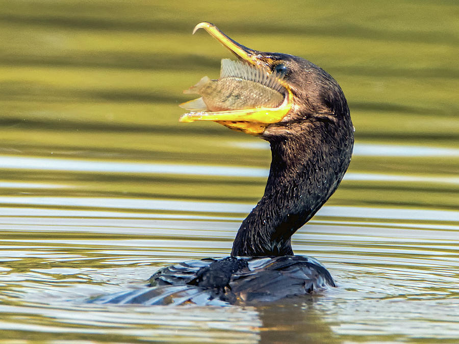 Cormorant with Fish 0977-111217-1cr Photograph by Tam Ryan