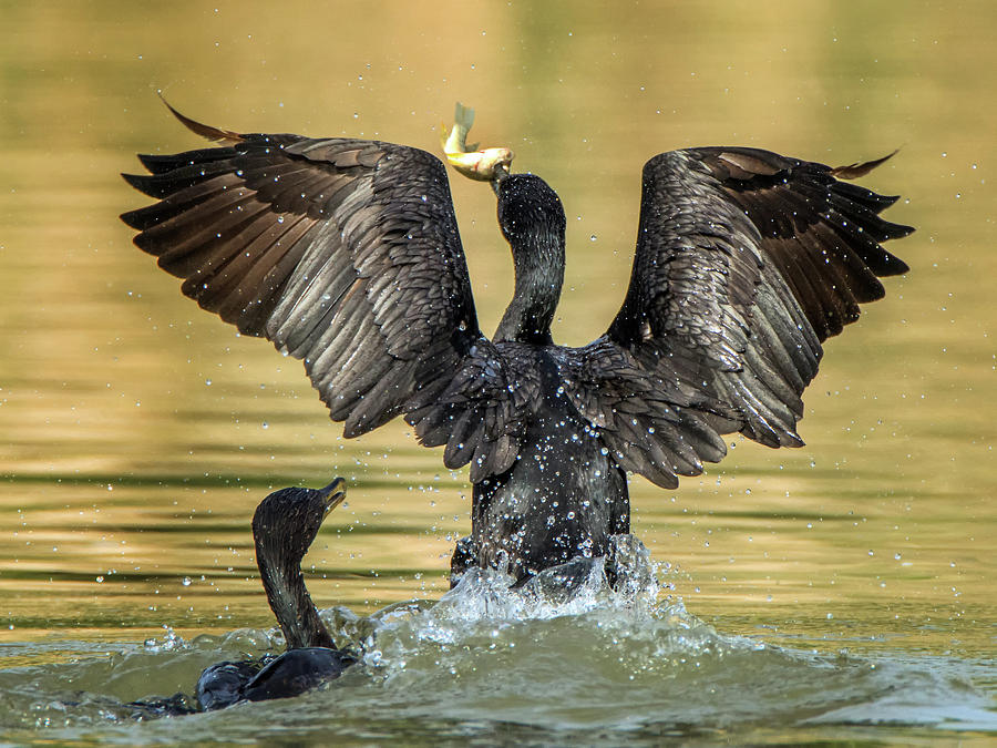 Cormorant with Fish 0991-111217-1cr Photograph by Tam Ryan