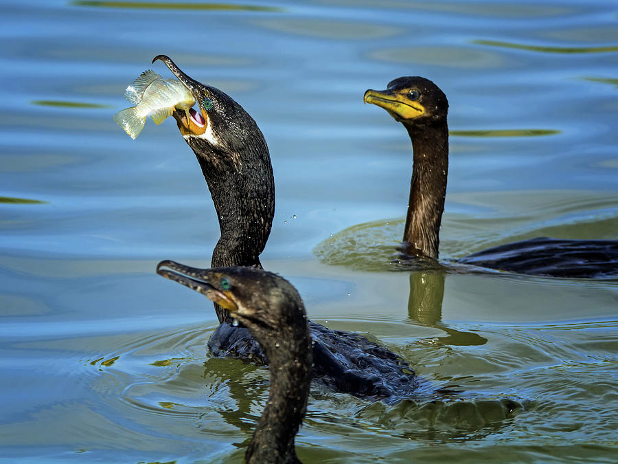 Double-crested Cormorant with Fish 1481-111317-1cr Photograph by Tam Ryan