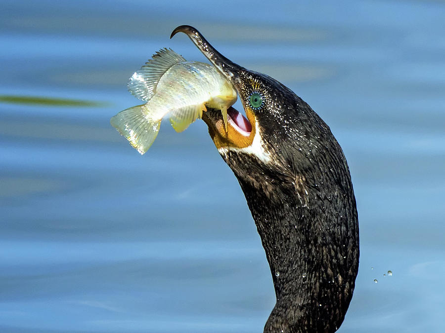 Double-crested Cormorant with Fish 1481-111317-2cr Photograph by Tam Ryan