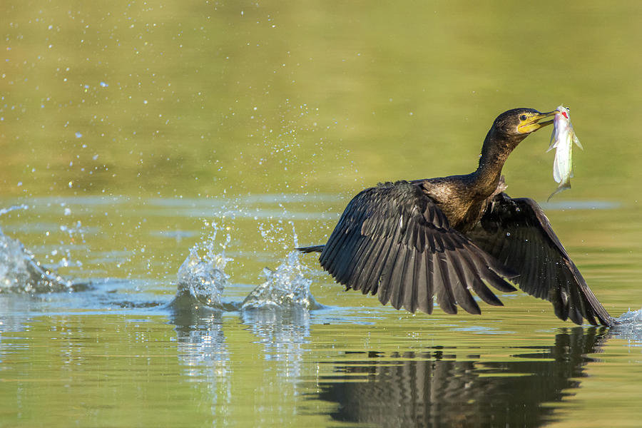 Double-crested Cormorant with Fish 2824-112217-1 Photograph by Tam Ryan