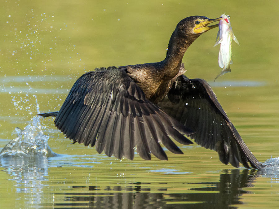 Douible-crested Cormorant with Fish 2824-112217-1cr Photograph by Tam Ryan