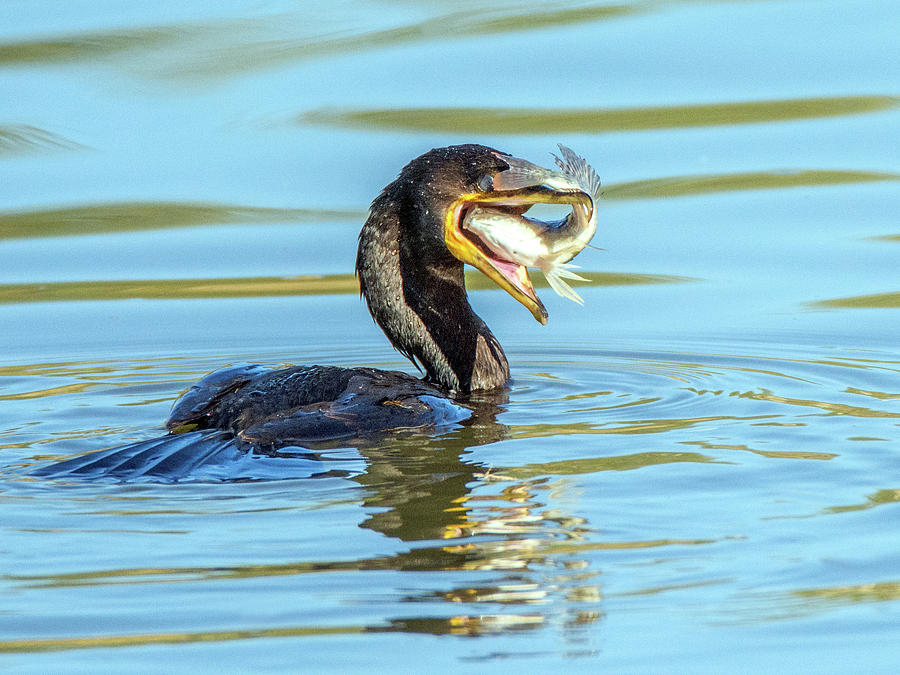 Cormorant with Fish 5461-112617-2cr Photograph by Tam Ryan
