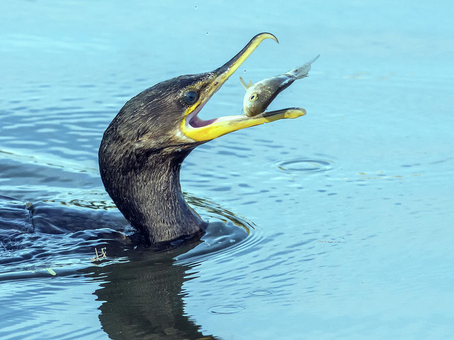 Cormorant with Fish 9306-120317-1cr Photograph by Tam Ryan