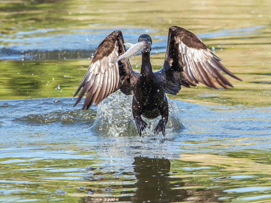 Cormorant with Fish 9840-120317-2 Photograph by Tam Ryan
