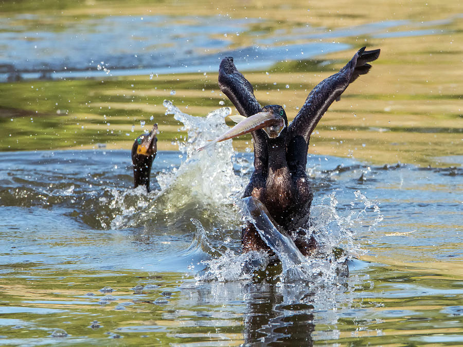 Cormorant with Fish 9841-120317-2 Photograph by Tam Ryan