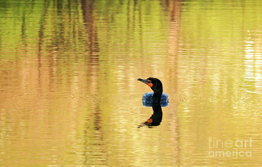 Cormorant With Reflections Photograph by Charline Xia