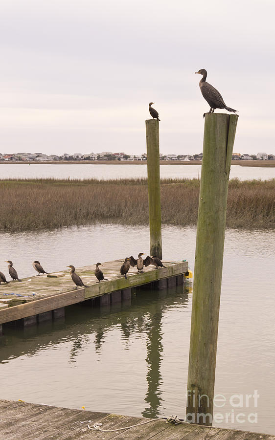 Cormorants at Murrells Inlet in Winter Photograph by MM Anderson