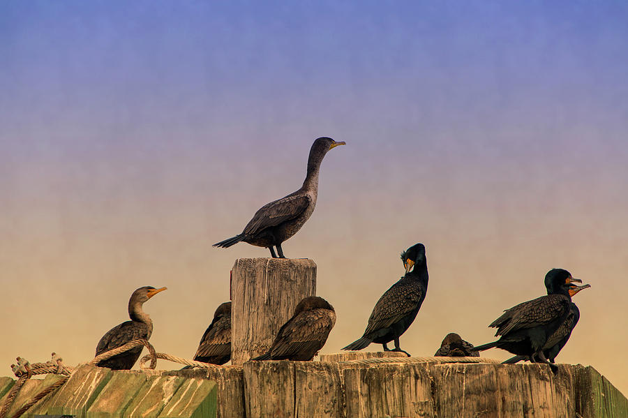 Cormorants At Sunset Photograph