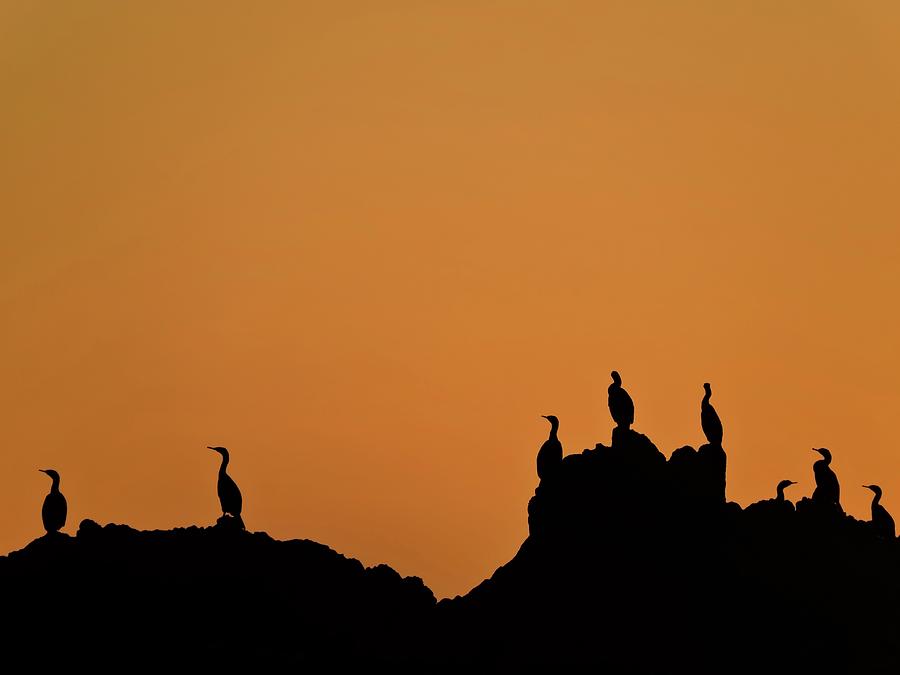 Cormorants at Sunset Photograph by Connor Beekman