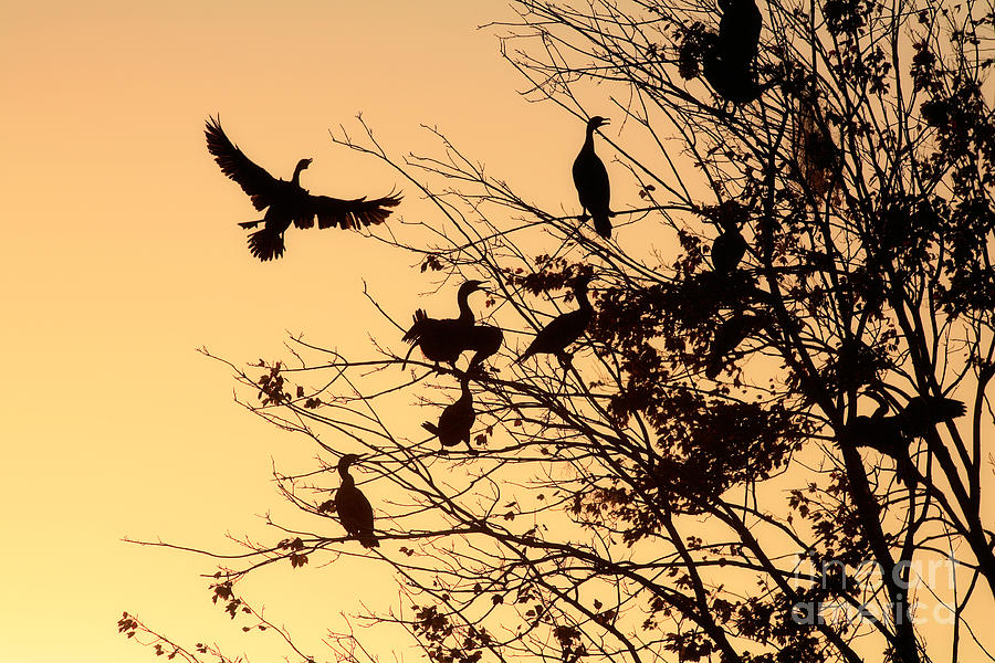 Sunset Photograph - Cormorants at sunset by Matt Suess