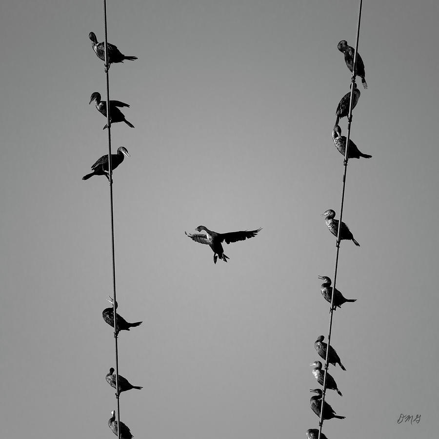 Cormorants at Twilight BW Photograph by David Gordon