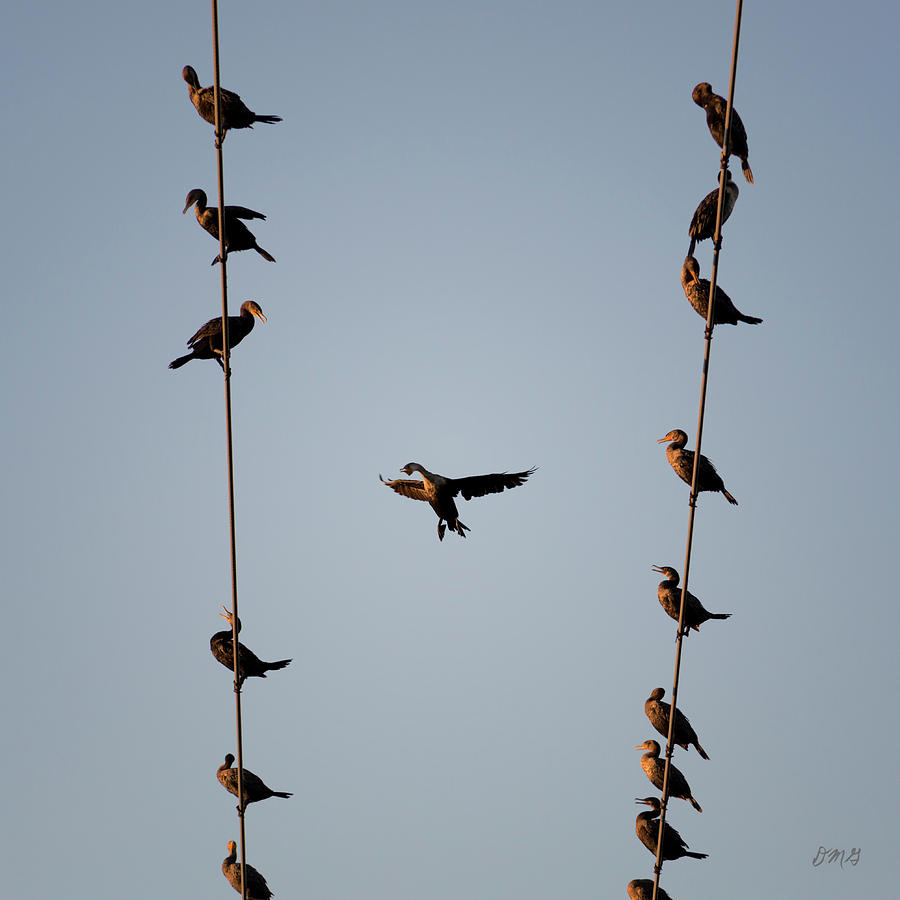 Cormorants at Twilight Photograph by David Gordon