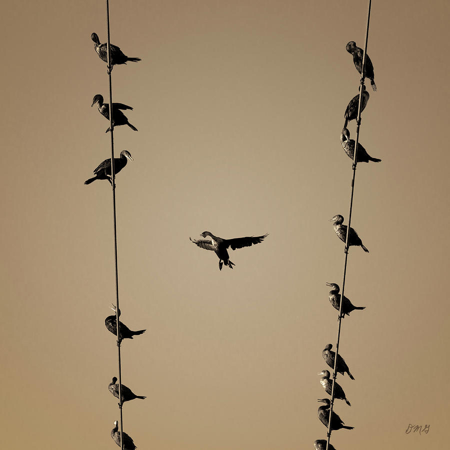 Cormorants at Twilight Toned Photograph by David Gordon