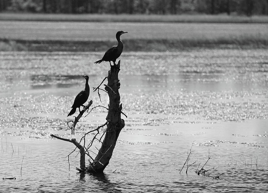 Cormorants Photograph by Brook Burling