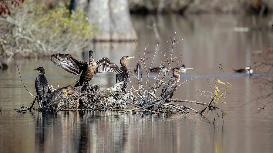 Cormorants II Photograph by Glenn Woodell