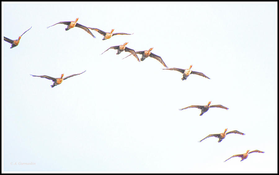 Cormorants in Flight Photograph by A Macarthur Gurmankin