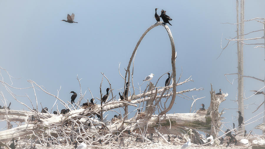 Cormorants of Pilot Island Photograph by Susan Rissi Tregoning