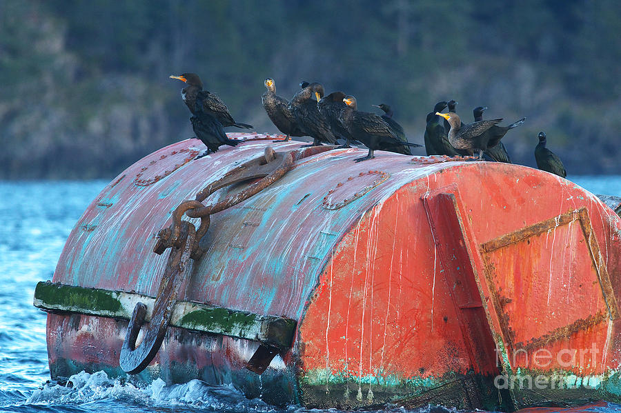 Cormorants on a Barrel Photograph by Sharon Talson