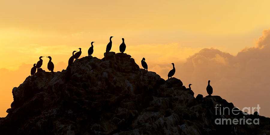 Cormorants Photograph - Cormorants on a Rock with Golden Sunset Sky by Sharon Foelz Cormorants Photograph - Cormorants on a Rock with Golden Sunset Sky by Sharon Foelz