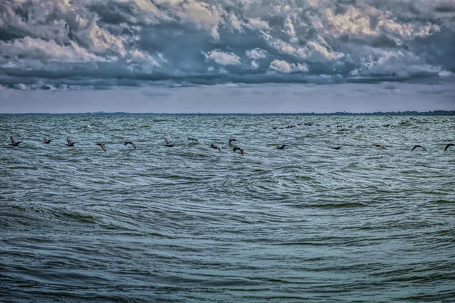 Cormorants Over Lake Erie Photograph by John M Bailey