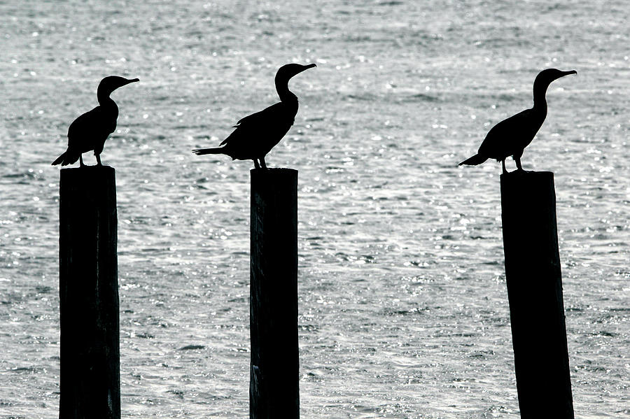 Cormorants Port Jefferson New York Photograph by Bob Savage