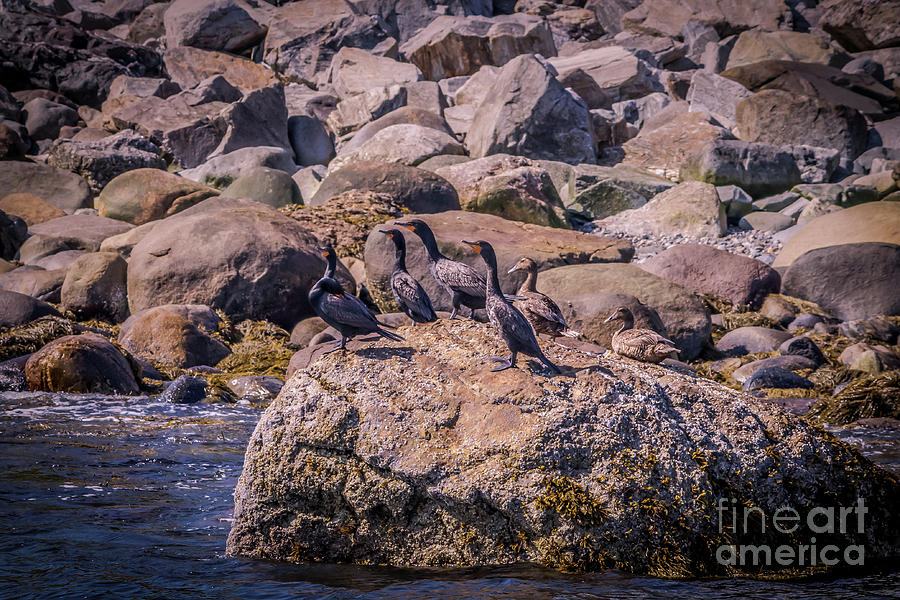 Cormorants resting Photograph by Claudia M Photography