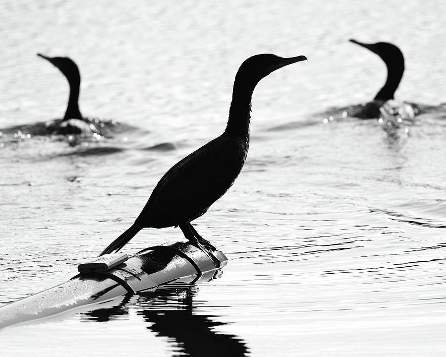 Cormorants Silhouetted Photograph by Ken Stampfer