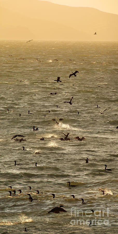 Cormorants Splashing in the Windy Tomales Bay, Marin County, Cal Photograph by Wernher Krutein