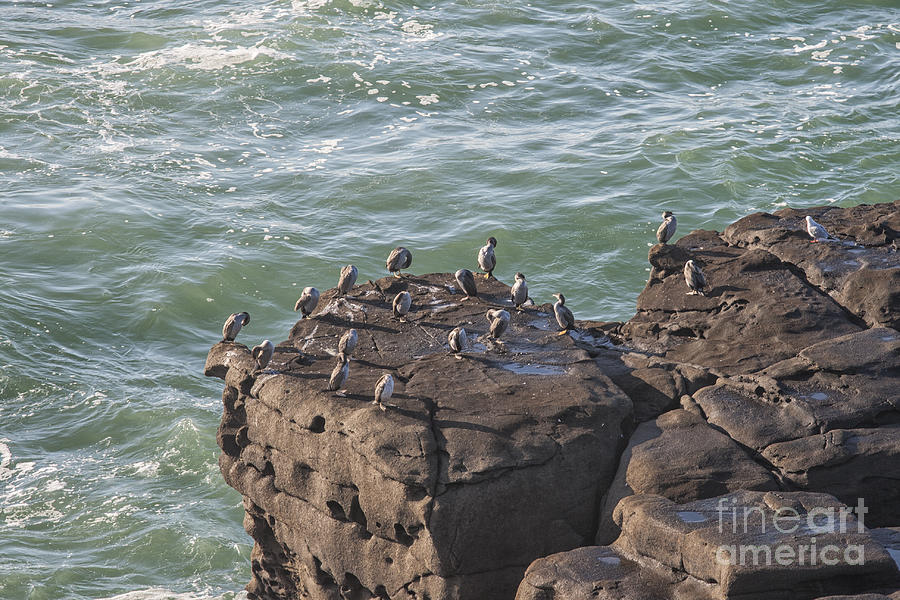 Cormorants standing on cliffs Photograph by Patricia Hofmeester