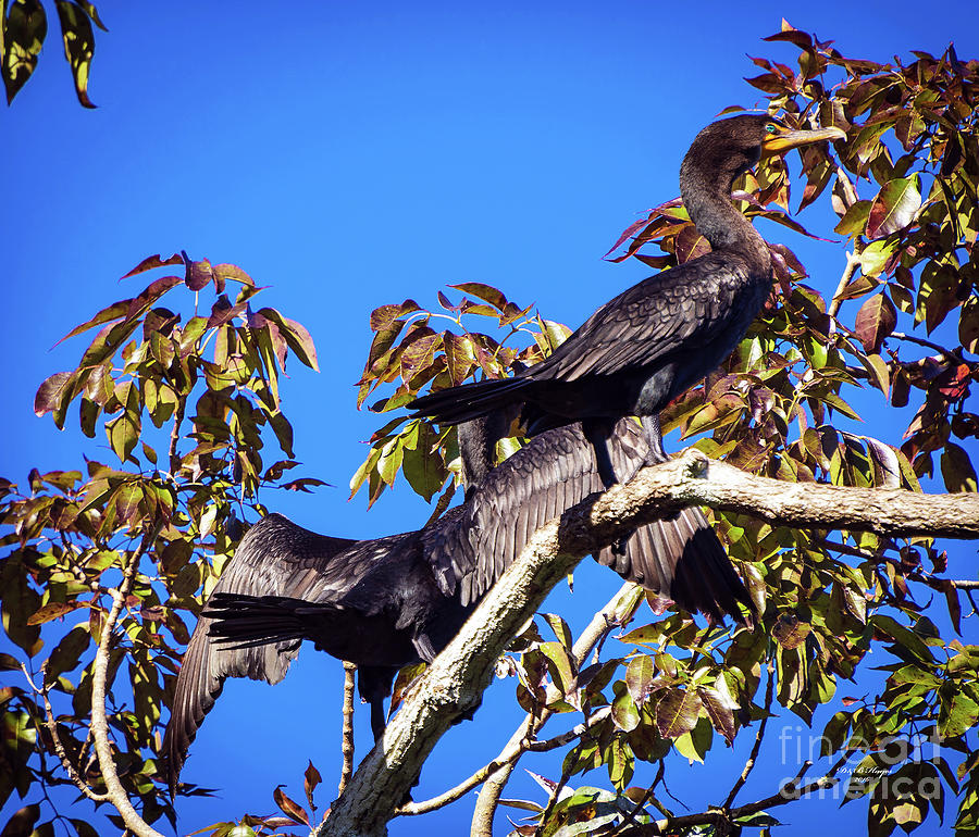 Cormorants Sunning - Phalacrocoracidae Photograph by DB Hayes