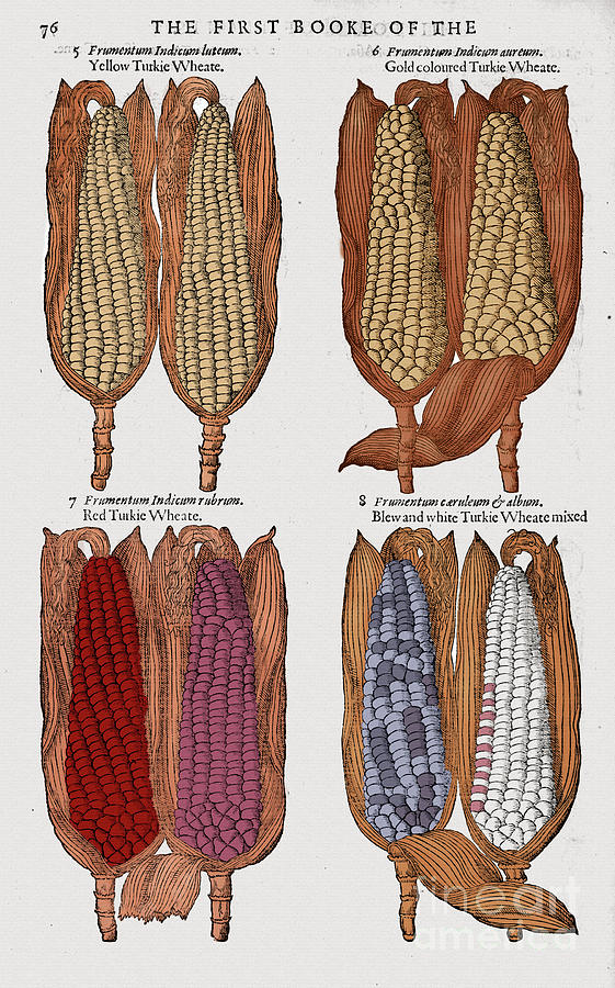 Corn, 1597 Photograph by Granger