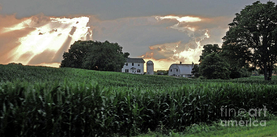 Corn After The Storm Photograph by Lydia Holly