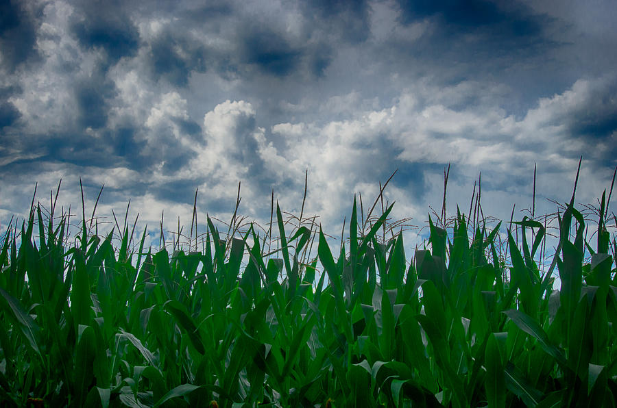 Corn and Clouds #1 Photograph by John Diebolt - Fine Art America