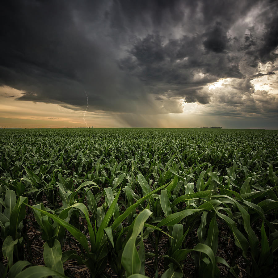 Nature Photograph - CORN and Lightning by Aaron J Groen