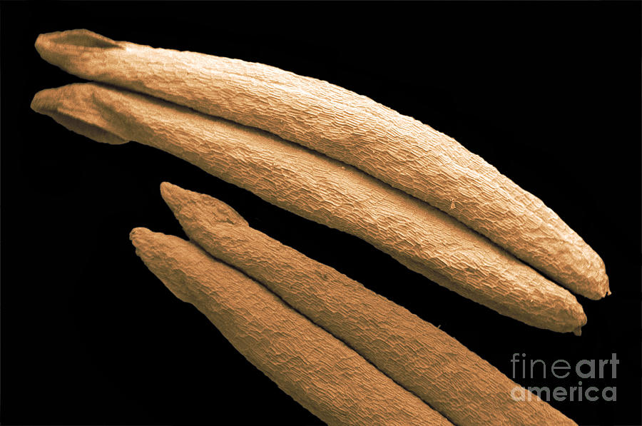 Corn Anthers, Sem Photograph by Scimat
