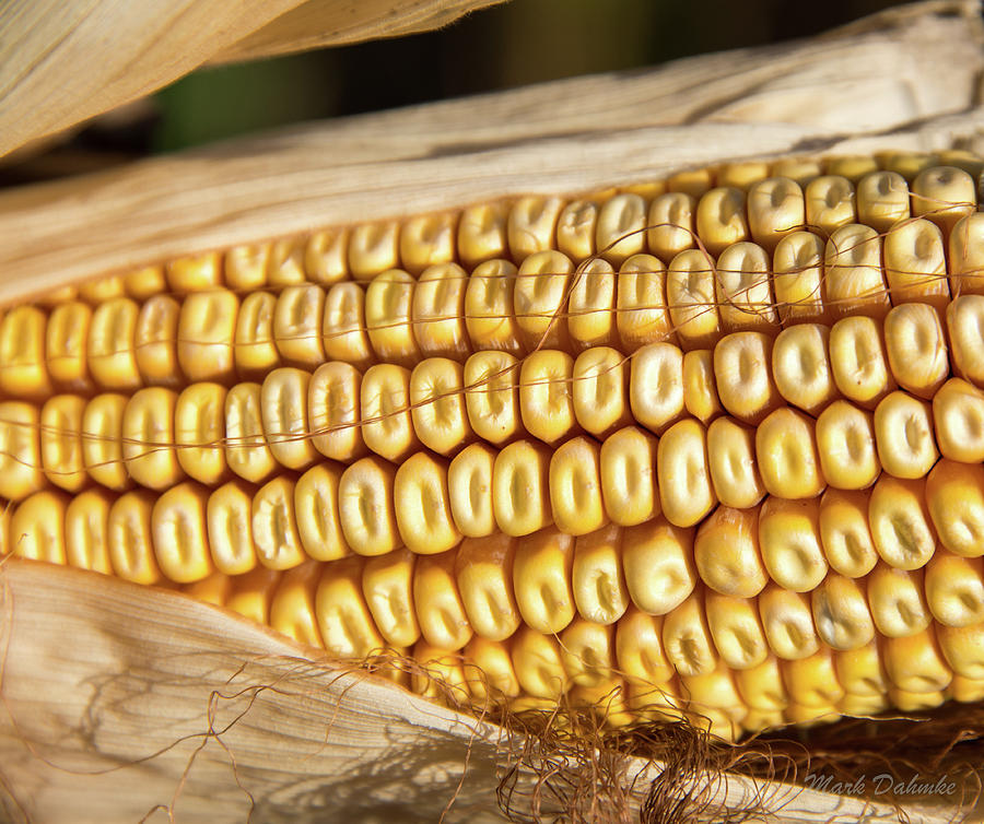 Corn before the Harvest Photograph by Mark Dahmke