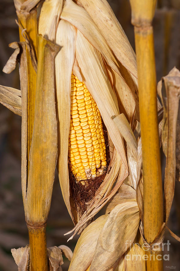Corn Cobb On Stalk Photograph by Jennifer White