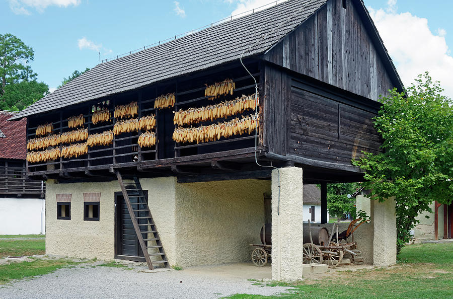 Corn Cobs Drying on Barn Photograph by Sally Weigand
