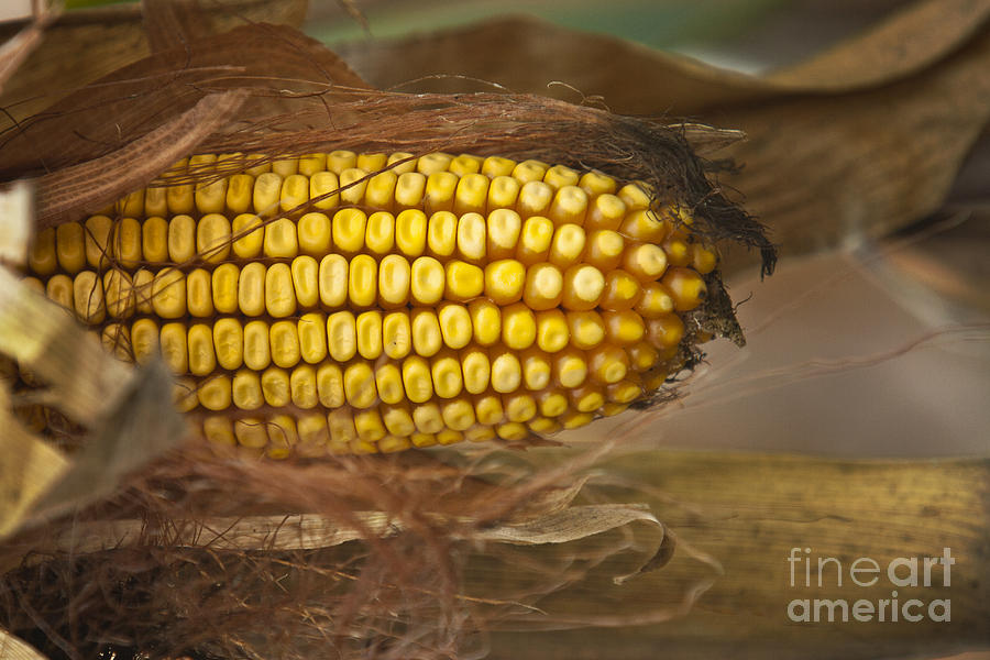 Corn Photograph