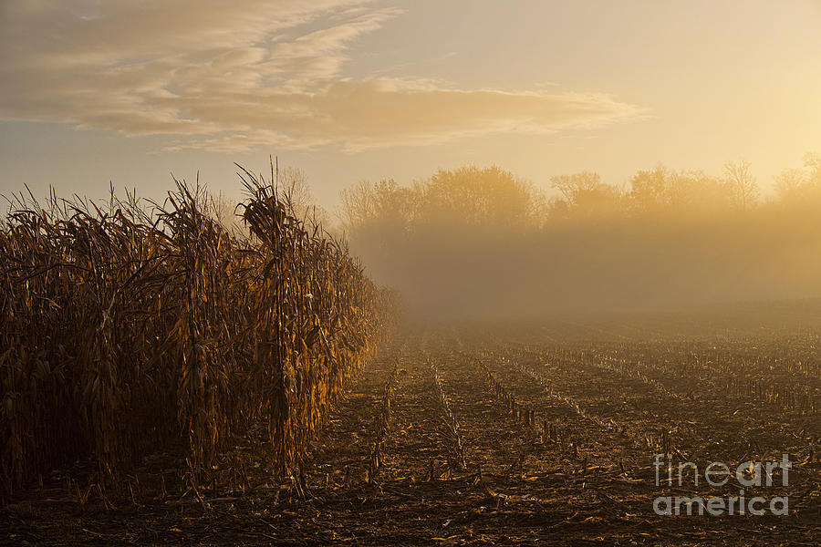 Corn Photograph by David Arment