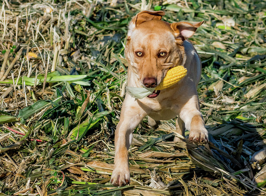 Corn Dog Photograph by David A Litman