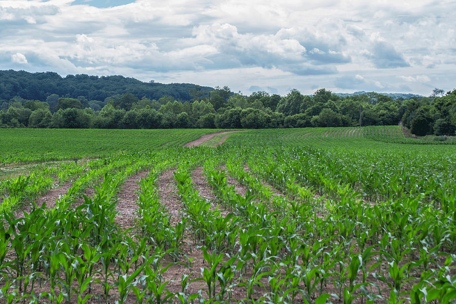 Corn Field Photograph by Arlene Carmel