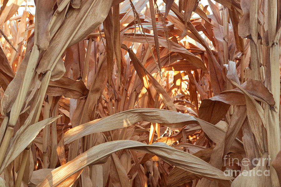 Corn Field Before Harvest Photograph by Inga Spence