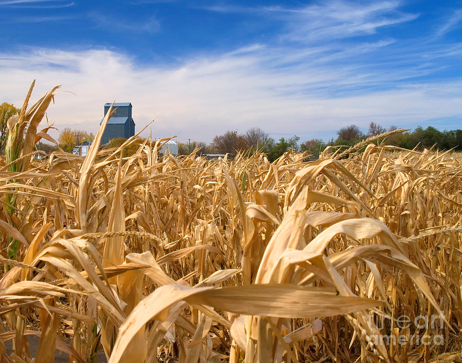 Corn Field Photograph by Bob Mintie