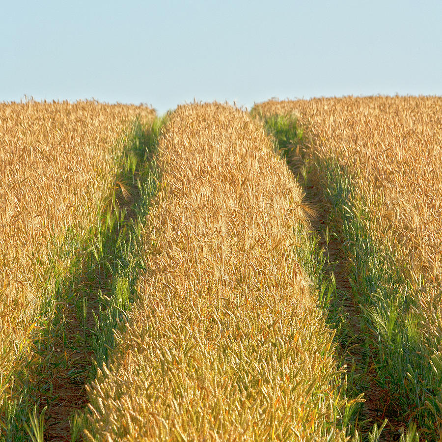 Corn field Photograph by Heiko Koehrer-Wagner